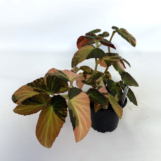 Begonia ‘Withlacoochee’ (Variegated) [#815]