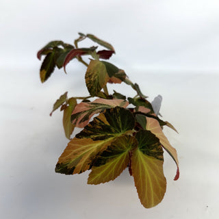 Begonia ‘Withlacoochee’ (Variegated) [#815]