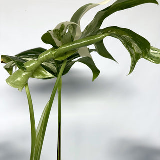 Monstera deliciosa var. borsigiana albo-variegata [#823]