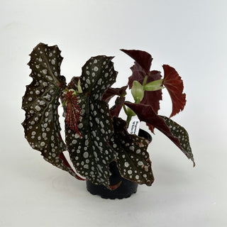 Begonia 'Harmony's White Diamonds'