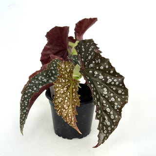 Begonia 'Harmony's White Diamonds'
