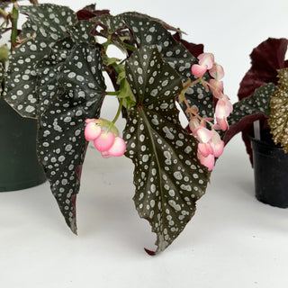 Begonia 'Harmony's White Diamonds'