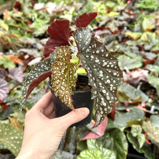 Begonia 'Harmony's White Diamonds'
