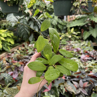 Hoya camphorifolia