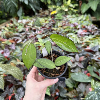 Hoya KSB 02