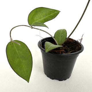 Hoya KSB 02
