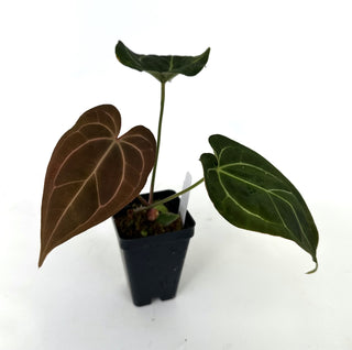 Anthurium 'Blue Velvet' x 'Zara'