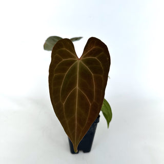 Anthurium 'Blue Velvet' x 'Zara'