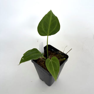 Anthurium 'Blue Velvet' x 'Zara'