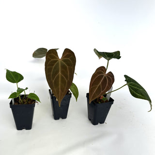 Anthurium 'Blue Velvet' x 'Zara'