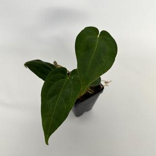 Anthurium 'Zara'/'Michele' x magnificum verde