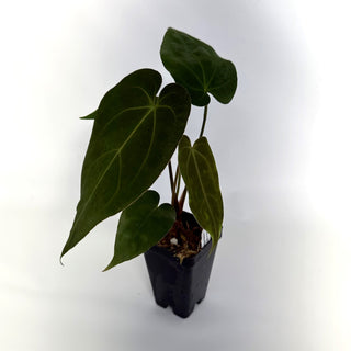 Anthurium 'Zara'/'Michele' x magnificum verde