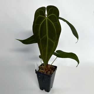 Anthurium 'Zara'/'Michele' x magnificum verde