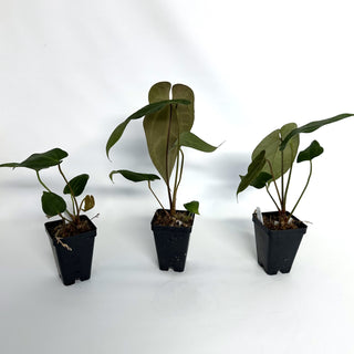 Anthurium 'Zara'/'Michele' x magnificum verde