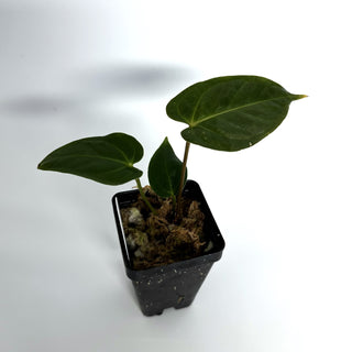 Anthurium magnificum verde x Fairchild crystallinum/Red crystallinum
