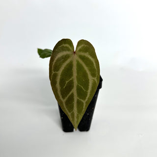 Anthurium magnificum verde x Fairchild crystallinum/Red crystallinum