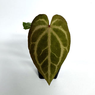 Anthurium magnificum verde x Fairchild crystallinum/Red crystallinum