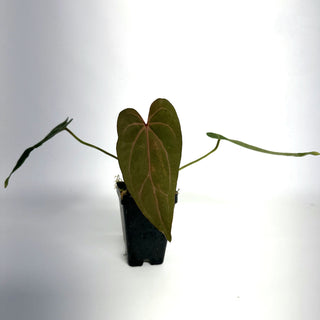 Anthurium magnificum verde x Fairchild crystallinum/Red crystallinum