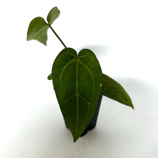 Anthurium 'Wonder Boy' x 'Prince of Darkness'