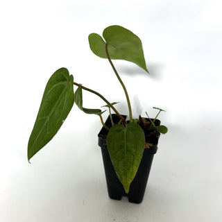 Anthurium 'Wonder Boy' x 'Prince of Darkness'