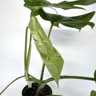 Monstera deliciosa var. borsigiana albo-variegata [#833]