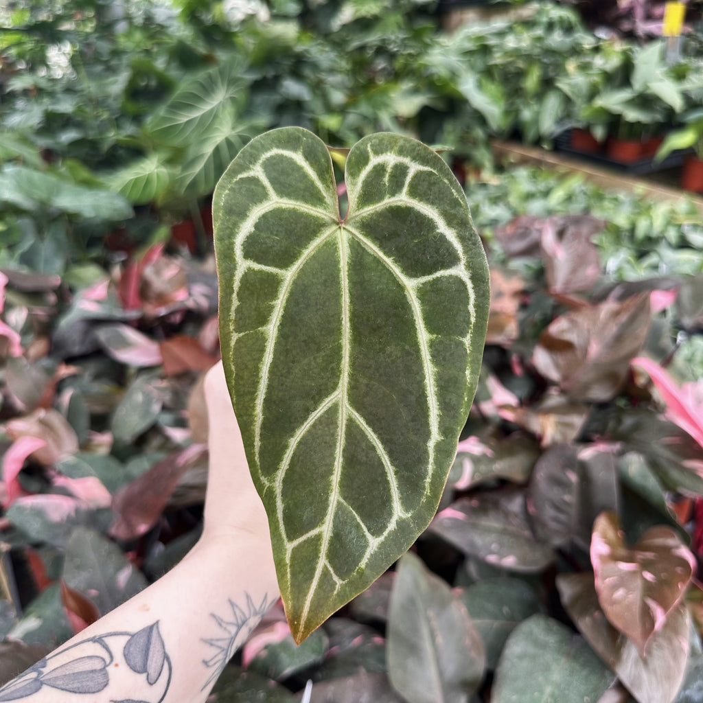anthurium greige Anthurium 'Doc Block F2' x 'Zara'