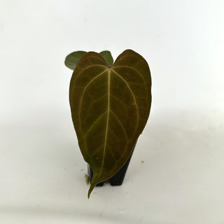 Anthurium magnificum x unknown