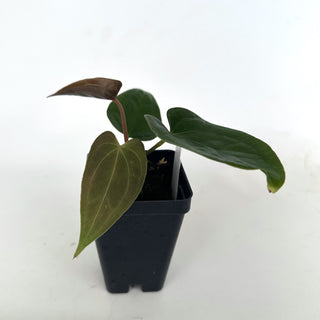 Anthurium magnificum x unknown