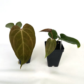 Anthurium magnificum x unknown