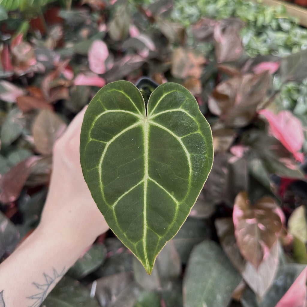 anthurium magnificum vs clarinervium Anthurium crystallinum/magnificum x clarinervium – Steve's Leaves