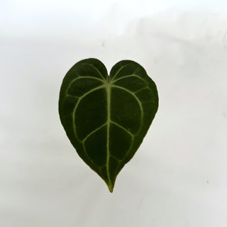 Anthurium crystallinum/magnificum x clarinervium