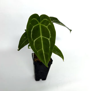 Anthurium 'Big Bertha' x 'Doc Block F2'