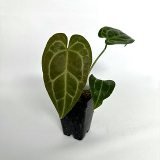 Anthurium 'Big Bertha' x 'Doc Block F2'