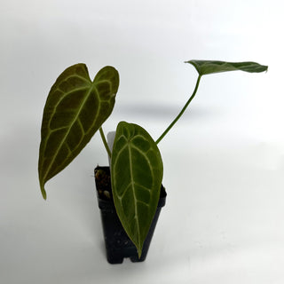 Anthurium 'Big Bertha' x 'Doc Block F2'