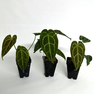 Anthurium 'Big Bertha' x 'Doc Block F2'