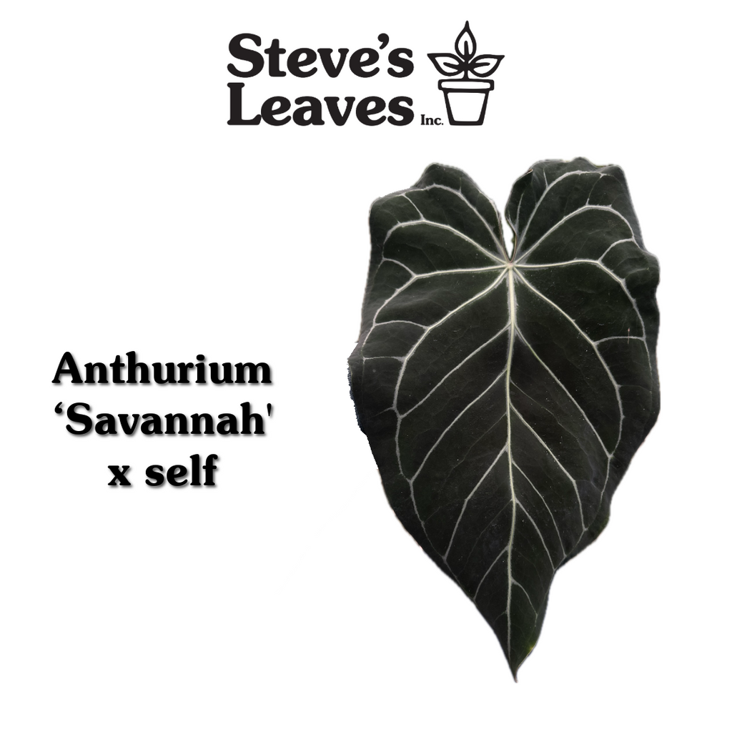 Anthurium 'Savannah' x self - Seed Pack – Steve's Leaves
