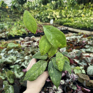 Hoya finlaysonii ‘Chicken Farm’
