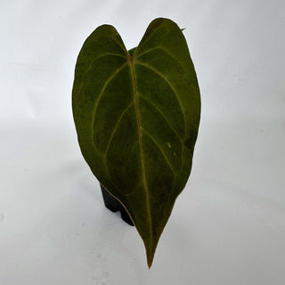 Anthurium magnificum/'Silver Blush' x nigrolaminum 'Gigi'