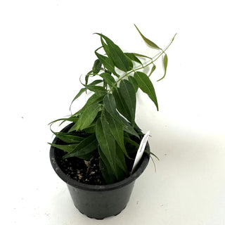 Hoya leucantha