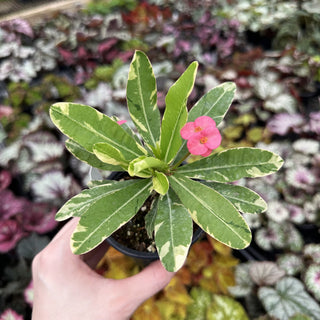Euphorbia milii “Variegated Pink”