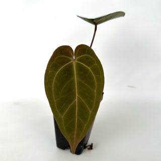 Anthurium 'Not The Mama'/forgetii x 'Blue Velvet'