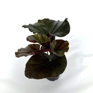 Begonia 'Alice Faye'