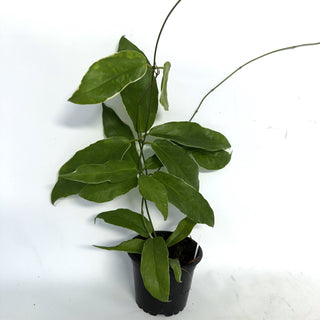 Hoya kenjiana albo-marginata
