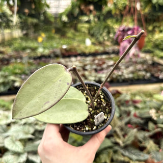 Hoya 'Silver Dollar'