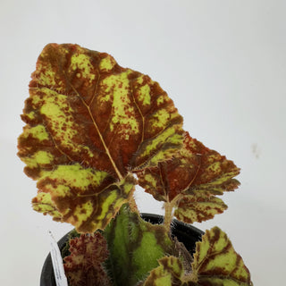 Begonia 'Cowardly Lion'