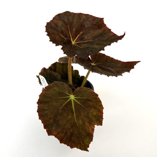 Begonia 'Selph's Mahagony'