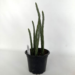 Senecio stapeliiformis