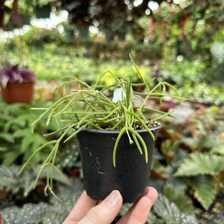 Hoya linearis