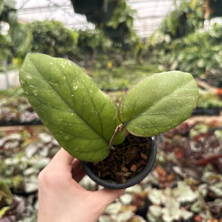 Hoya 'Elephant'