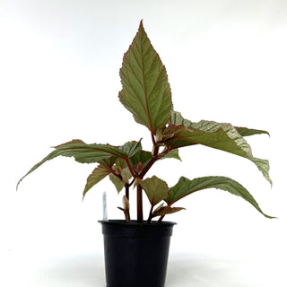 Begonia 'Don Miller'